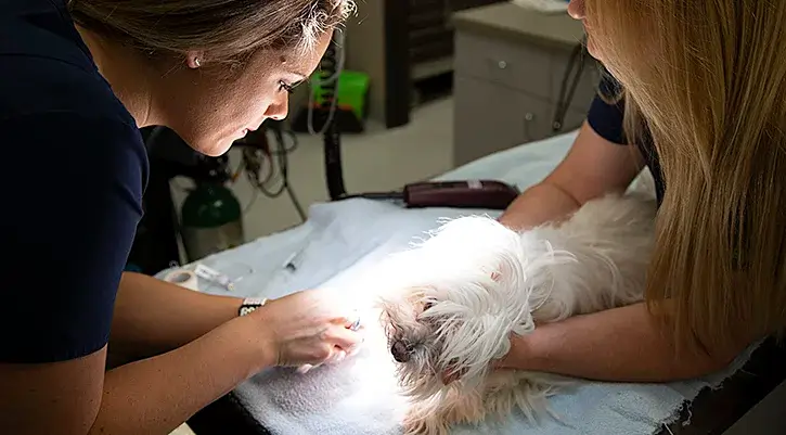 Dermatology